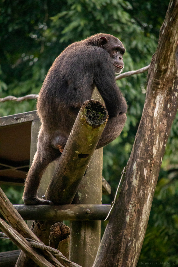 Chimpanzee | Singapore Zoo | Nov 2018