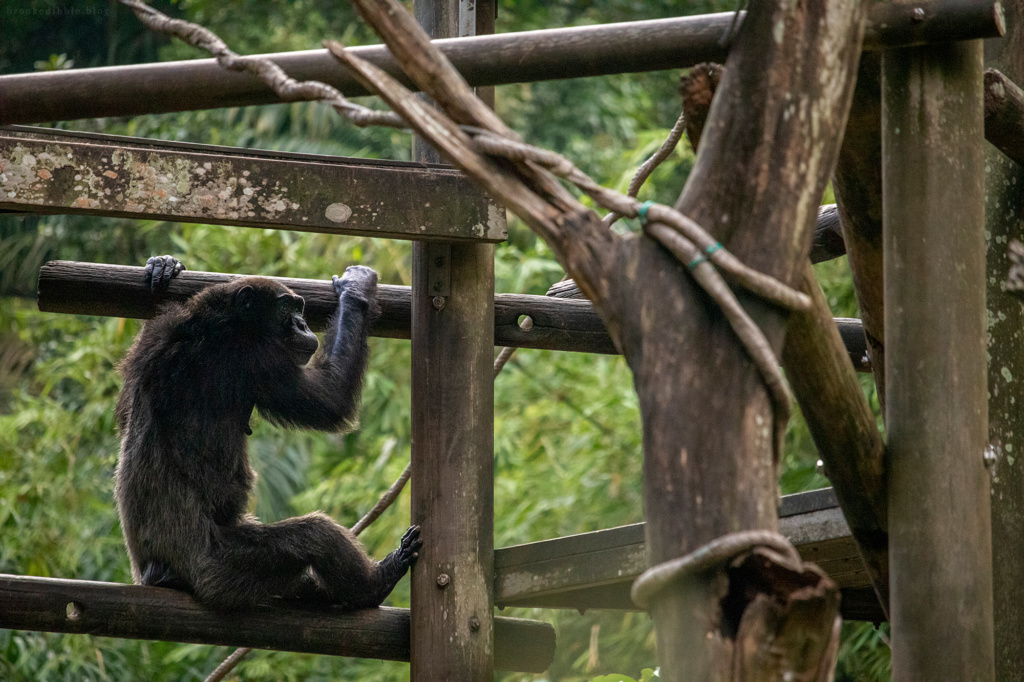 Chimpanzee | Singapore Zoo | Nov 2018