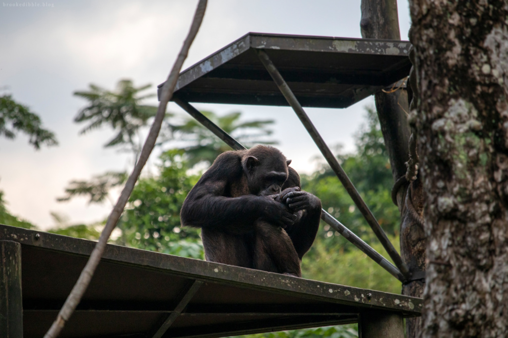 Chimpanzee | Singapore Zoo | Nov 2018