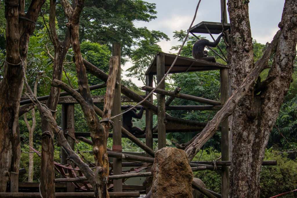 Chimpanzee | Singapore Zoo | Nov 2018