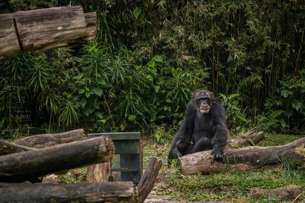 Chimpanzee | Singapore Zoo | Nov 2018