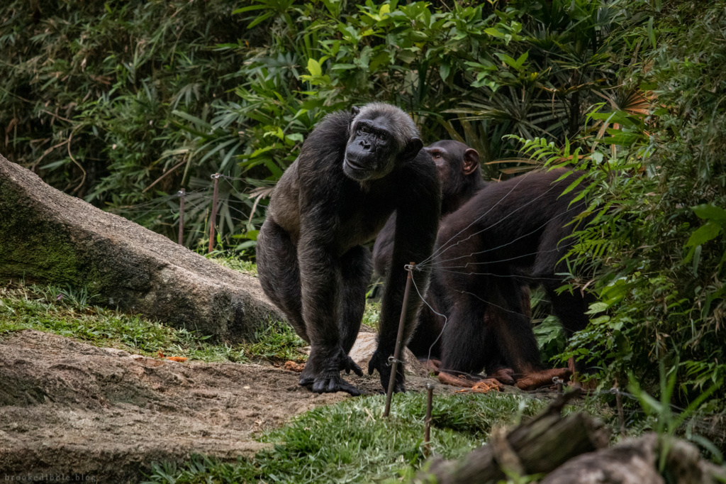 Chimpanzee | Singapore Zoo | Nov 2018